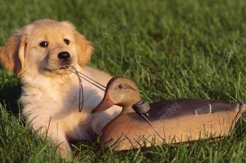 狗狗可以吃棚瓜吗怎么吃,南瓜的正确食用方法