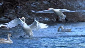今日头条伊宁天鹅湖,冬日里的美丽画卷