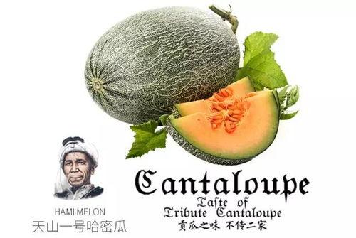 吃瓜圈号,带你走进娱乐圈的幕后故事