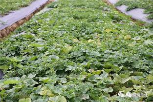 去农场采瓜吃,体验农场摘瓜乐趣