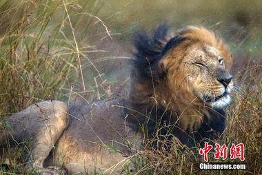 雄狮明星,探寻王者之巅的传奇故事