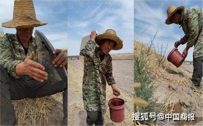 吃瓜治沙,创新生态治理新篇章