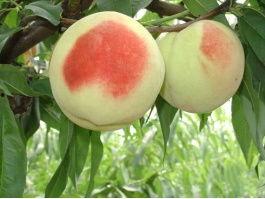 长沙今日头条桃桃,桃桃带你探秘城市新鲜事