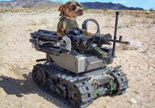 娱乐吃瓜汪星人是谁,网络红星的崛起之路