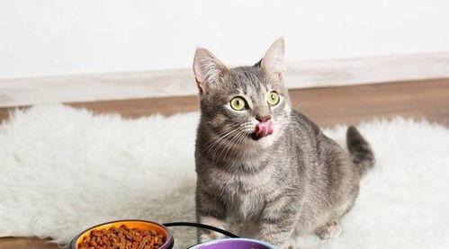 娱乐吃瓜酱猫咪视频,萌态十足，网友直呼“太可爱了！”